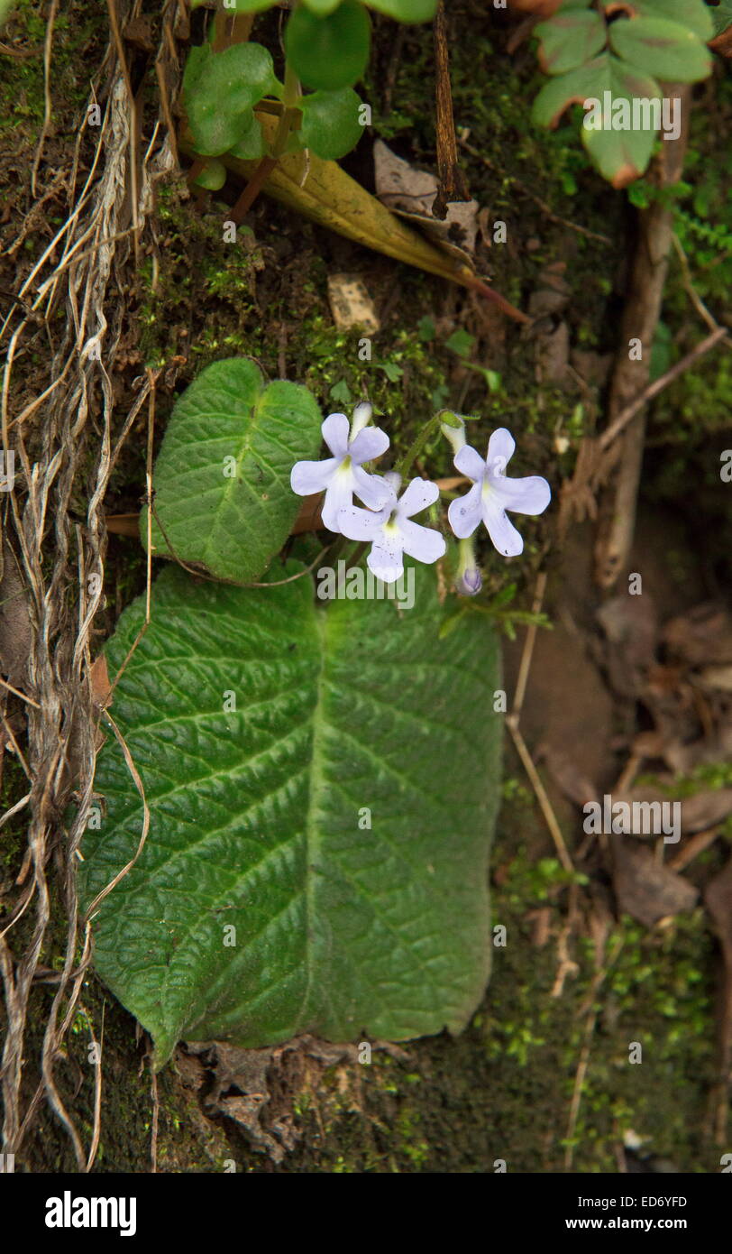 Un African Violet, Streptocarpus polyanthus dracomontanus ssp nelle montagne Drakensberg, Sud Africa Foto Stock