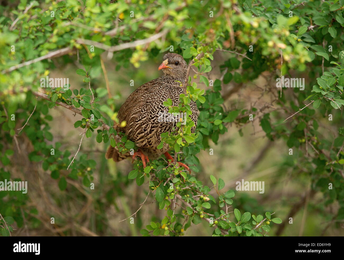 Natal spurfowl, Pternistis natalensis alimentando in una boccola, il Parco Nazionale Kruger, Sud Africa Foto Stock