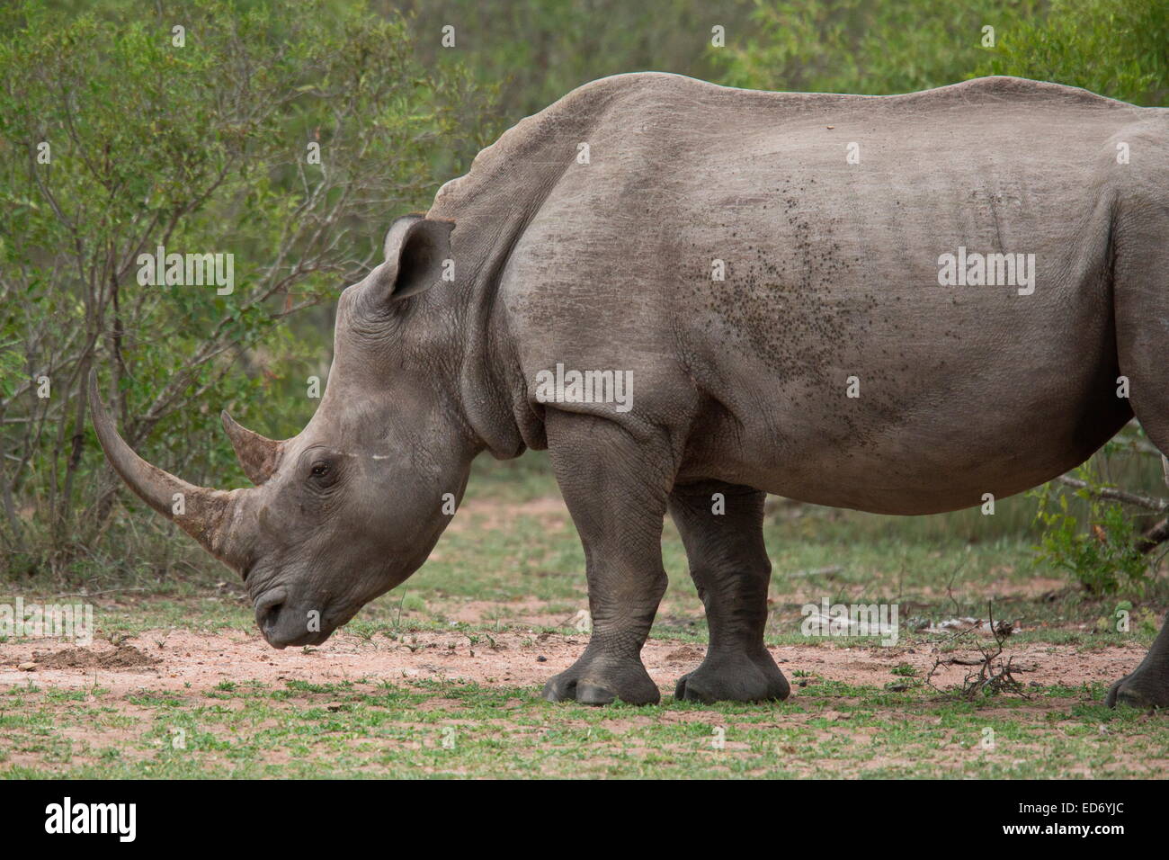 Rinoceronte bianco / Square a labbro rinoceronte, Ceratotherium simum (sud) gara nel Parco Nazionale di Kruger, Sud Africa Foto Stock
