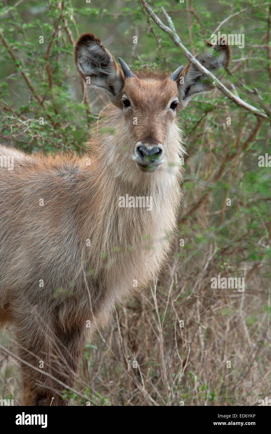 Giovane maschio Waterbuck, Kobus ellipsiprymnus, Kruger National Park, Sud Africa Foto Stock