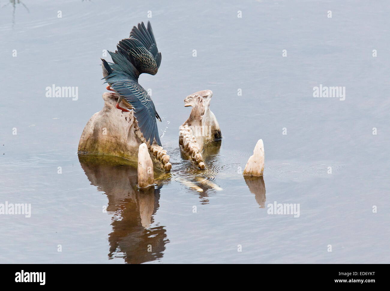 Verde-backed Heron, Butorides striata appollaiato su un teschio di ippopotamo. Parco Nazionale di Kruger, Sud Africa Foto Stock