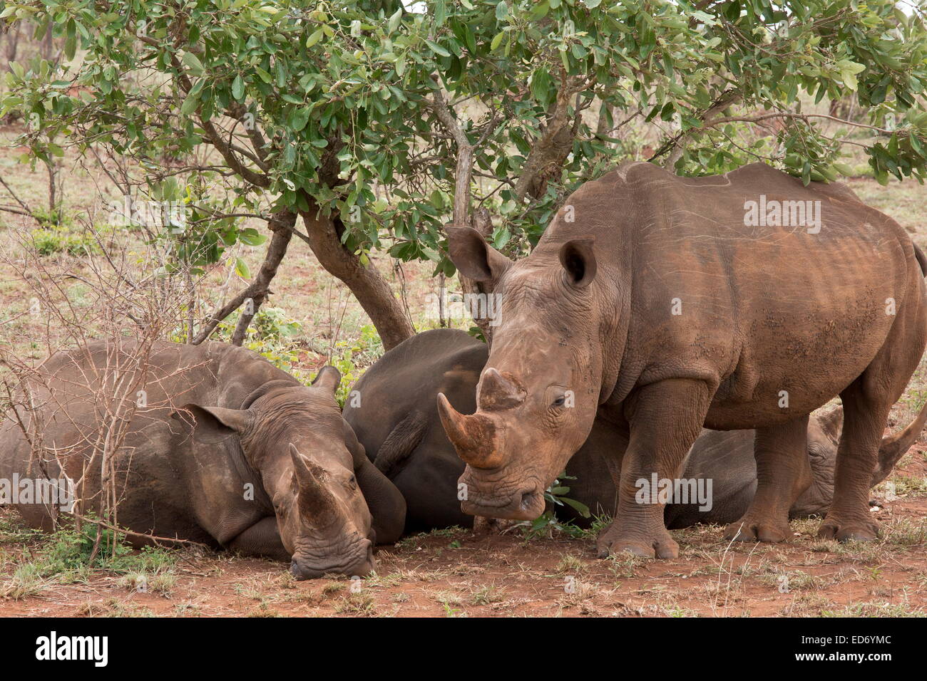 Rinoceronti Bianchi, Ceratotherium simum (sud) Gara di riposo in ombra nel Parco Nazionale di Kruger, Sud Africa Foto Stock