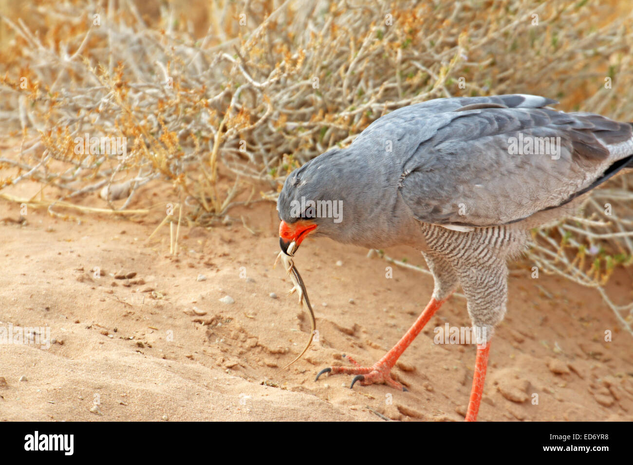 Il salmodiare pallido Astore Melierax canorus catturare una lucertola e mangiare al Kgalagadi transfrontaliera Parco Nazionale del Sud Africa Foto Stock