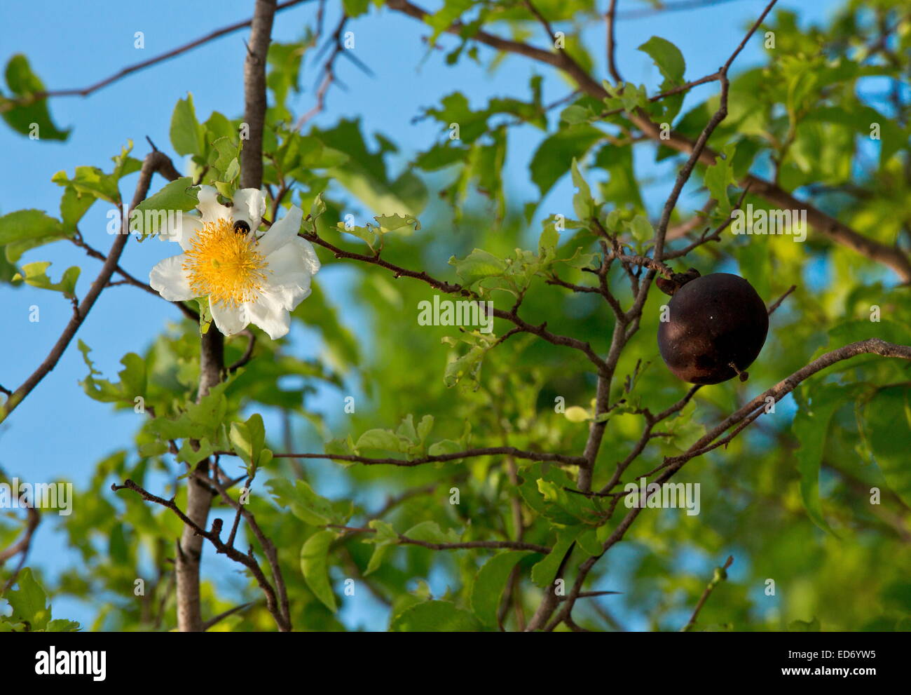 Il tabacco da fiuto-box tree, Oncoba spinosa, con fiore e frutto nel Parco Nazionale di Kruger, Sud Africa Oncoba spinosa, tabacco da fiuto-box tree, frie Foto Stock