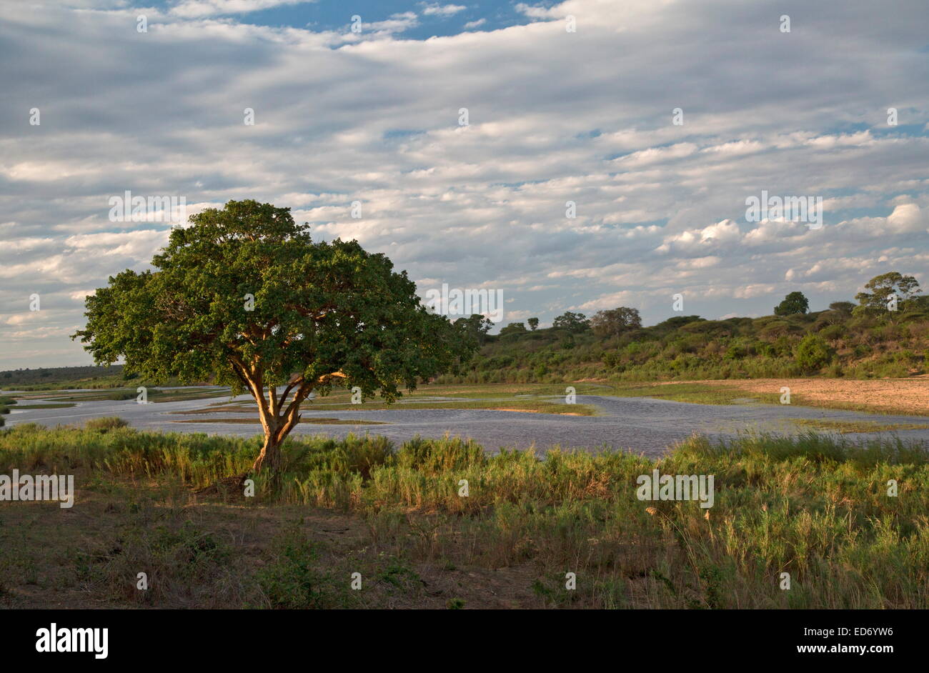 Visualizza in basso a Sabie Camp, Kruger National Park, con scopa-cluster figura in primo piano e Sabie River oltre. Sud Africa Foto Stock