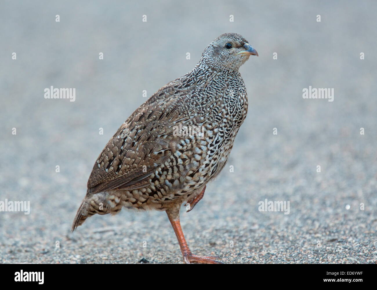 Natal spurfowl o Natal francolin, Pternistis natalensis sul terreno, nel Parco Nazionale di Kruger, Sud Africa Foto Stock