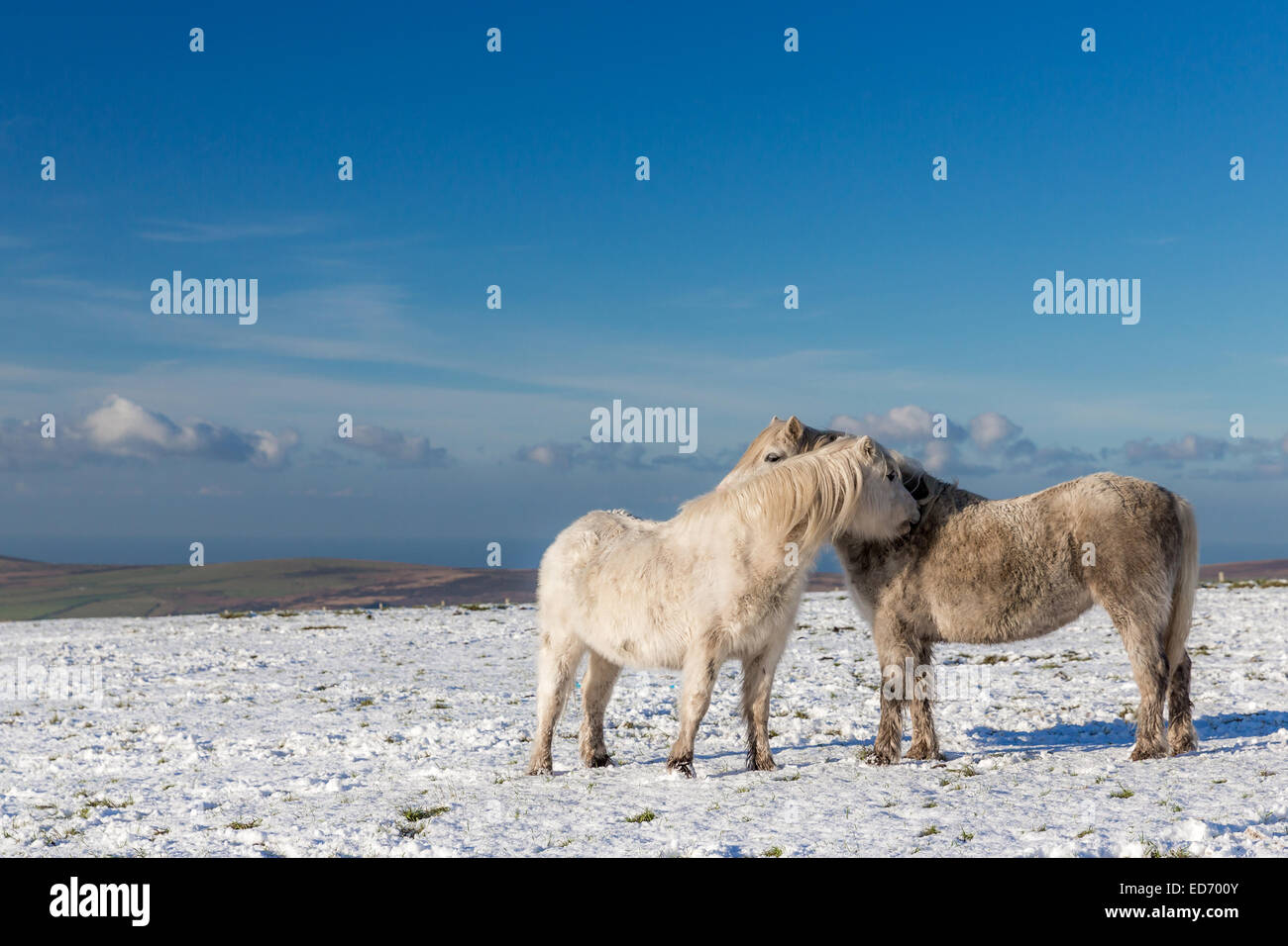 Pony selvatici sul Preseli Hills coperto di neve, Pembrokeshire, Galles inverno Foto Stock