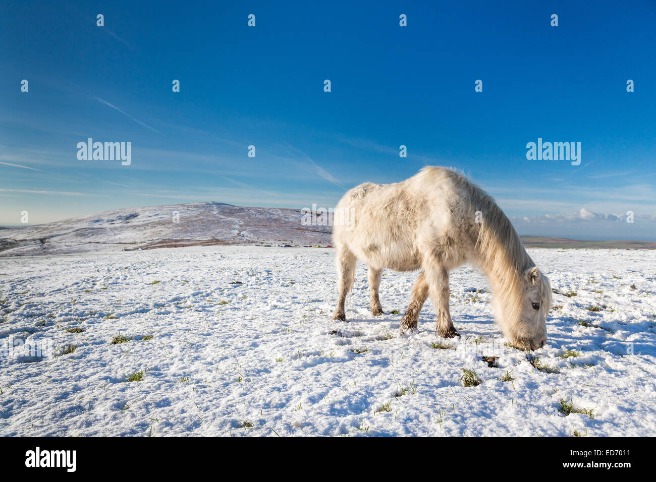 Un pony di montagna raffigurato nella neve sul Preseli Hills in Pembrokeshire, Galles Foto Stock