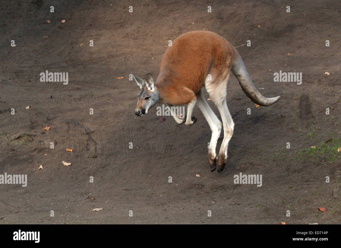 Jumping canguro rosso (Macropus rufus) passando da a distanza ravvicinata Foto Stock