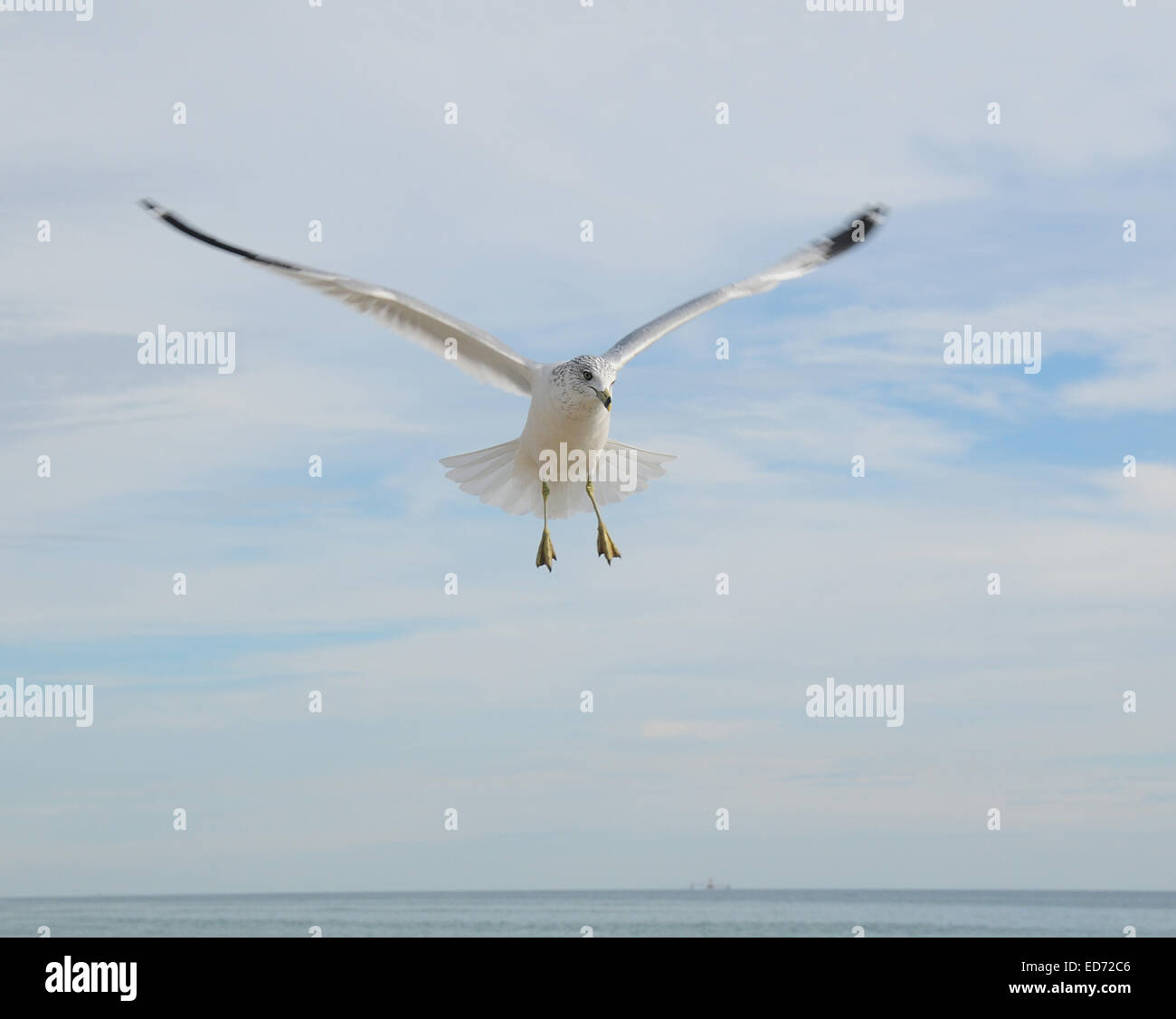 Bellissimo sea gull sbarco sulla spiaggia Foto Stock