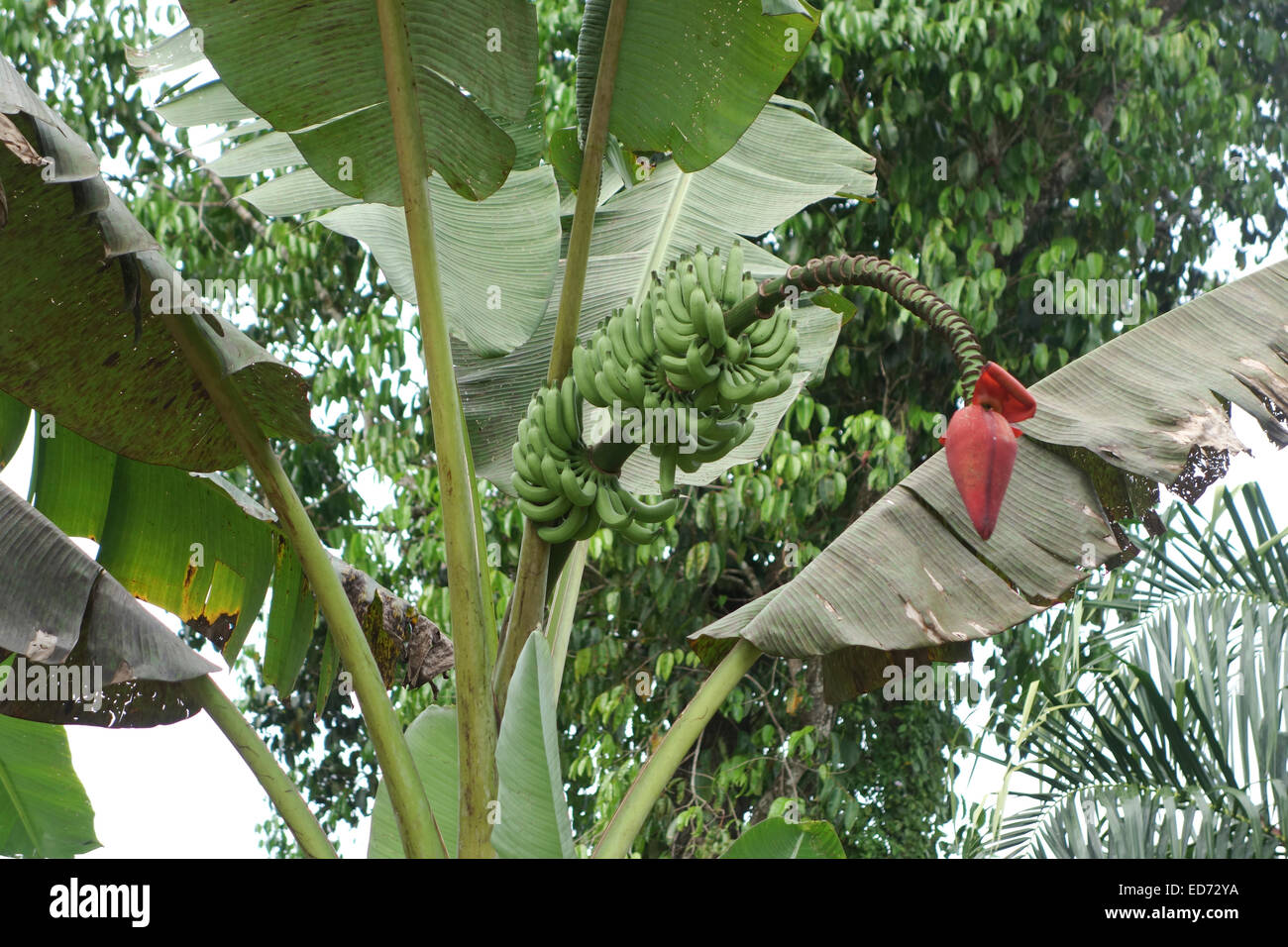 Banana " albero " che mostra la frutta e l'infiorescenza. Thailandia, Sud-est asiatico. Foto Stock