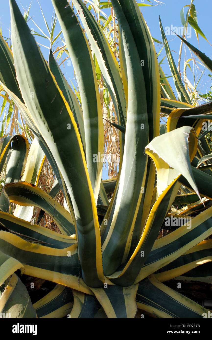 Agave Americana Fama 'marginata aurea'- variegata di secolo impianto - Foto Stock