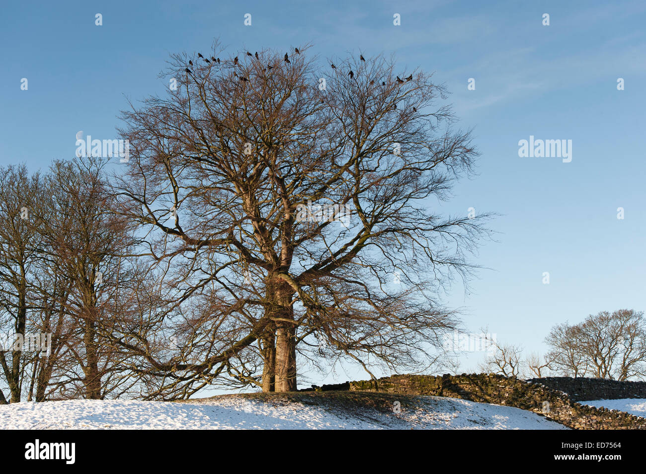 Rooks sono ' appollaiati in alberi in un freddo giorno di inverni, REGNO UNITO Foto Stock