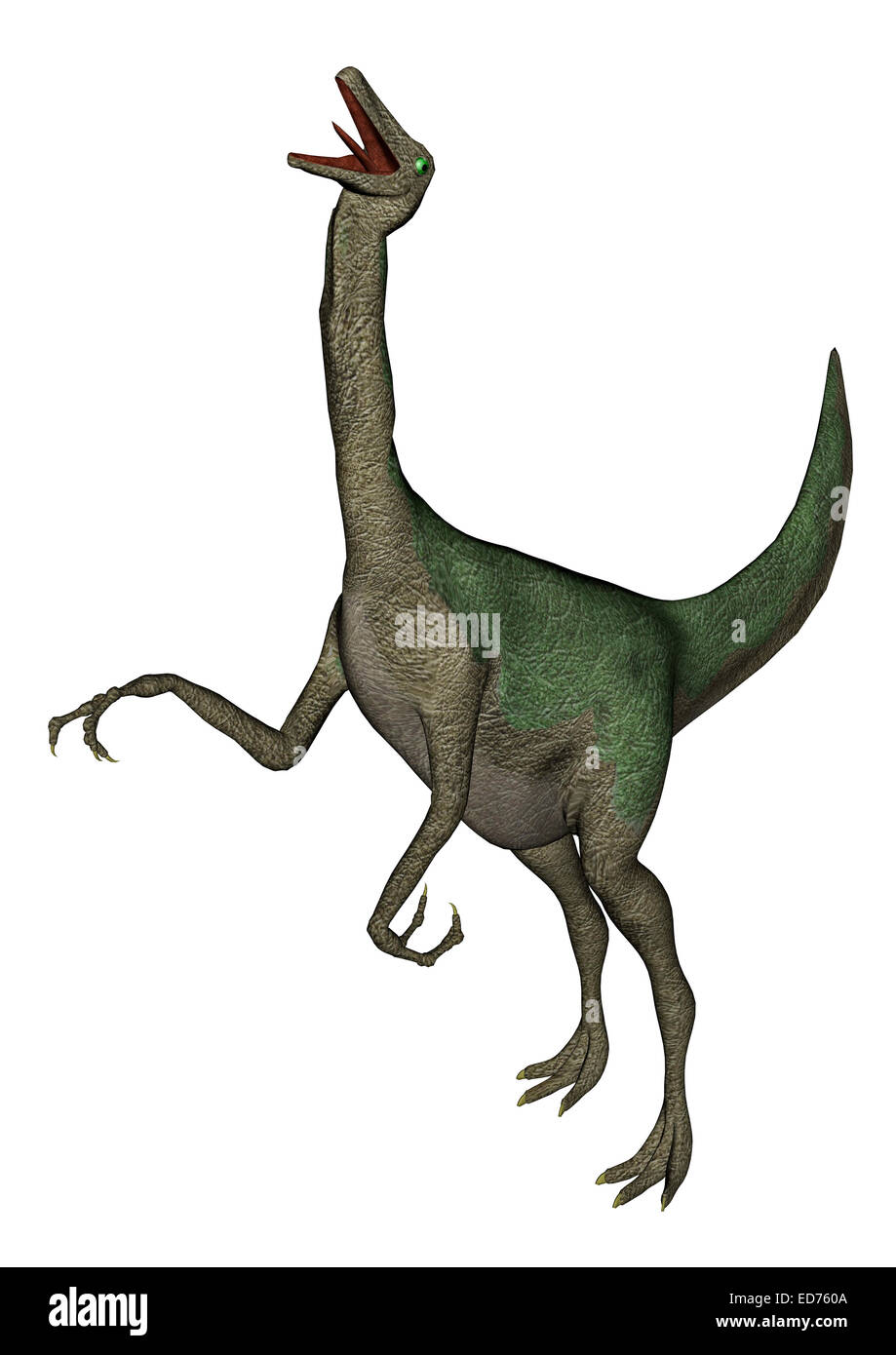 Gallimimus dinosauro ruggito, sfondo bianco. Foto Stock