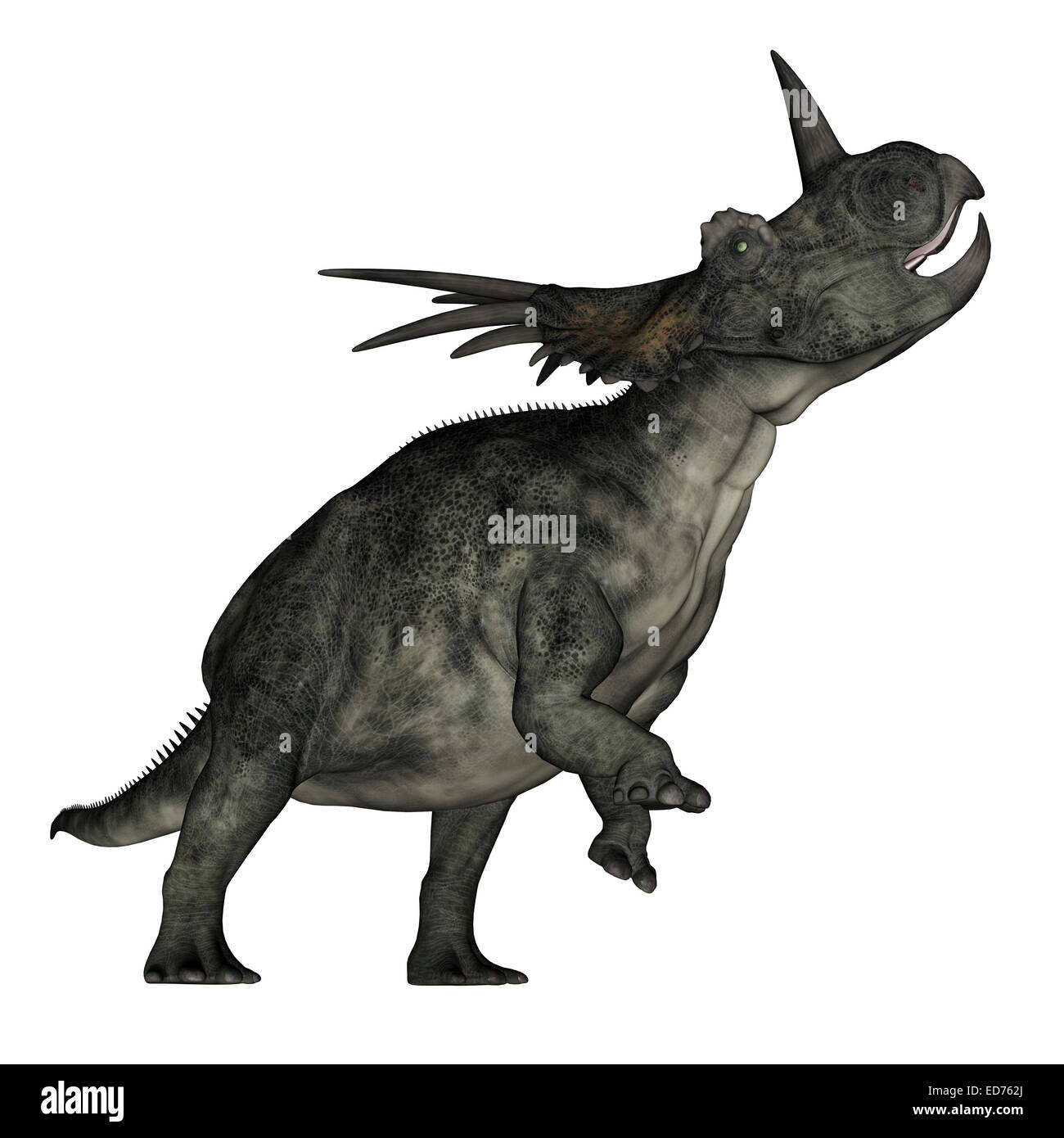 Dinosauro Styracosaurus ruggito, sfondo bianco. Foto Stock