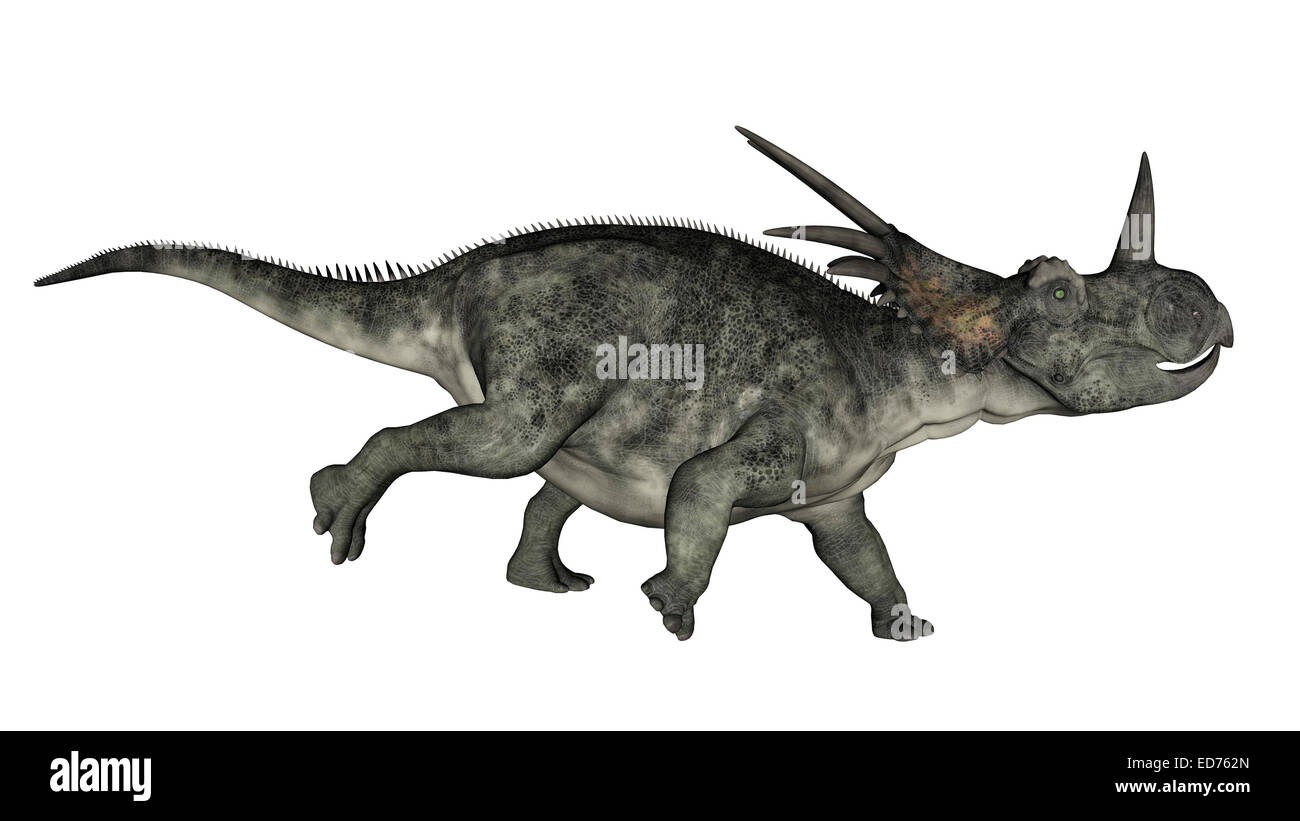 Dinosauro Styracosaurus in esecuzione sullo sfondo bianco. Foto Stock
