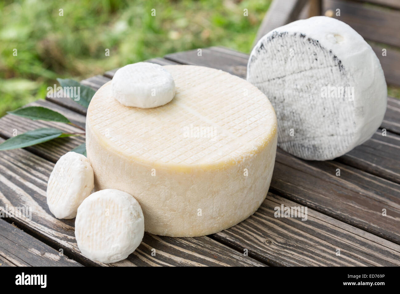 Un assortimento di formaggi di capra che giace su di un tavolo di legno pannelli Foto Stock