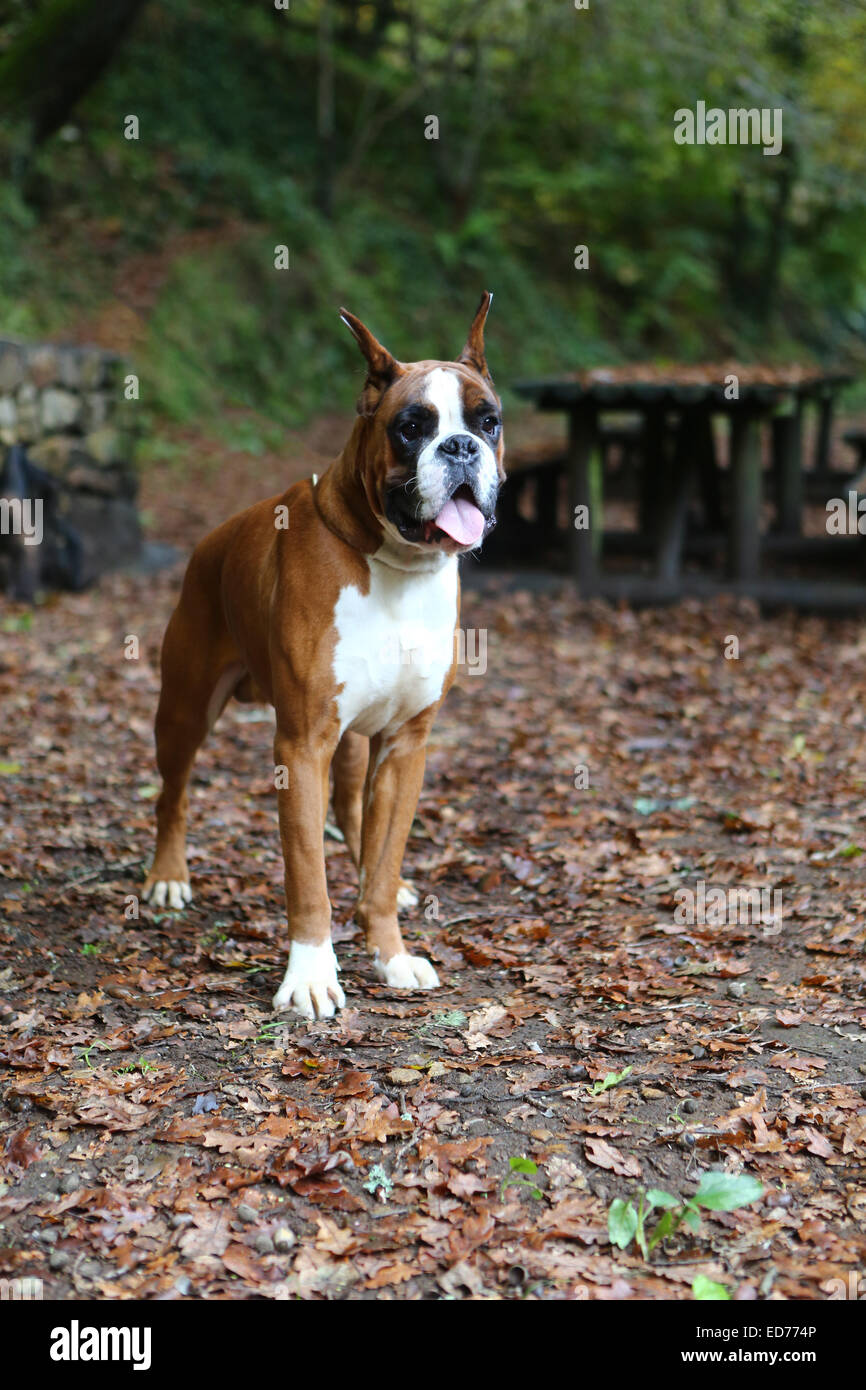 Awesome giovane pugile su un parco in autunno Foto Stock