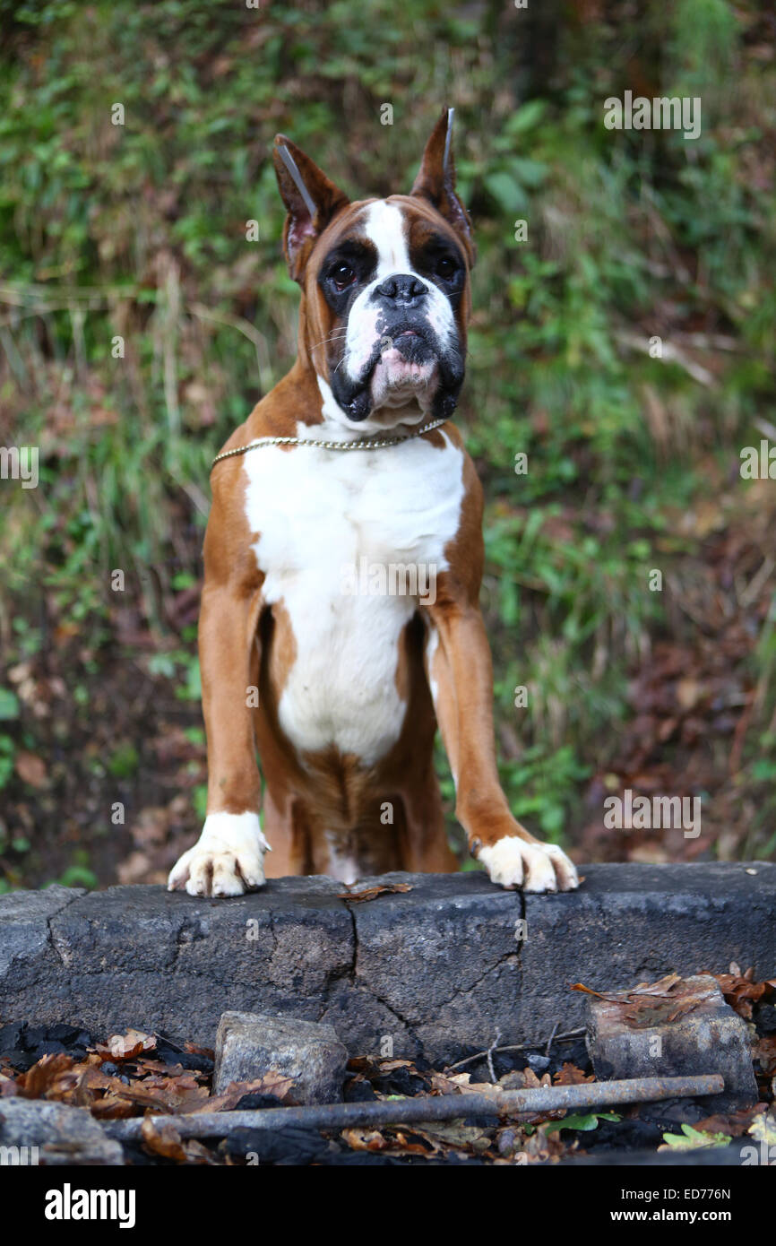 Awesome giovane pugile su un parco in autunno Foto Stock