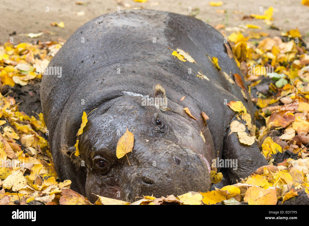 primo piano di pygmy riposo hippopotamus Foto Stock