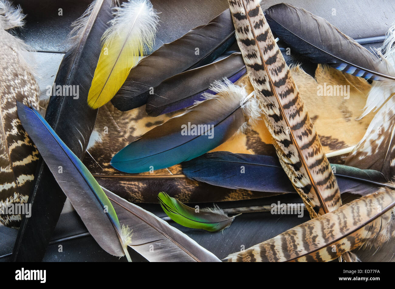 Piume naturali da vari uccelli Foto Stock