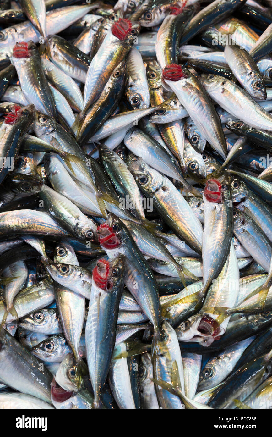 Sgombri freschi pesce - Istavrit - per la vendita al mercato alimentare nel quartiere di Kadikoy sul lato Asiatico di Istanbul, est della Turchia Foto Stock