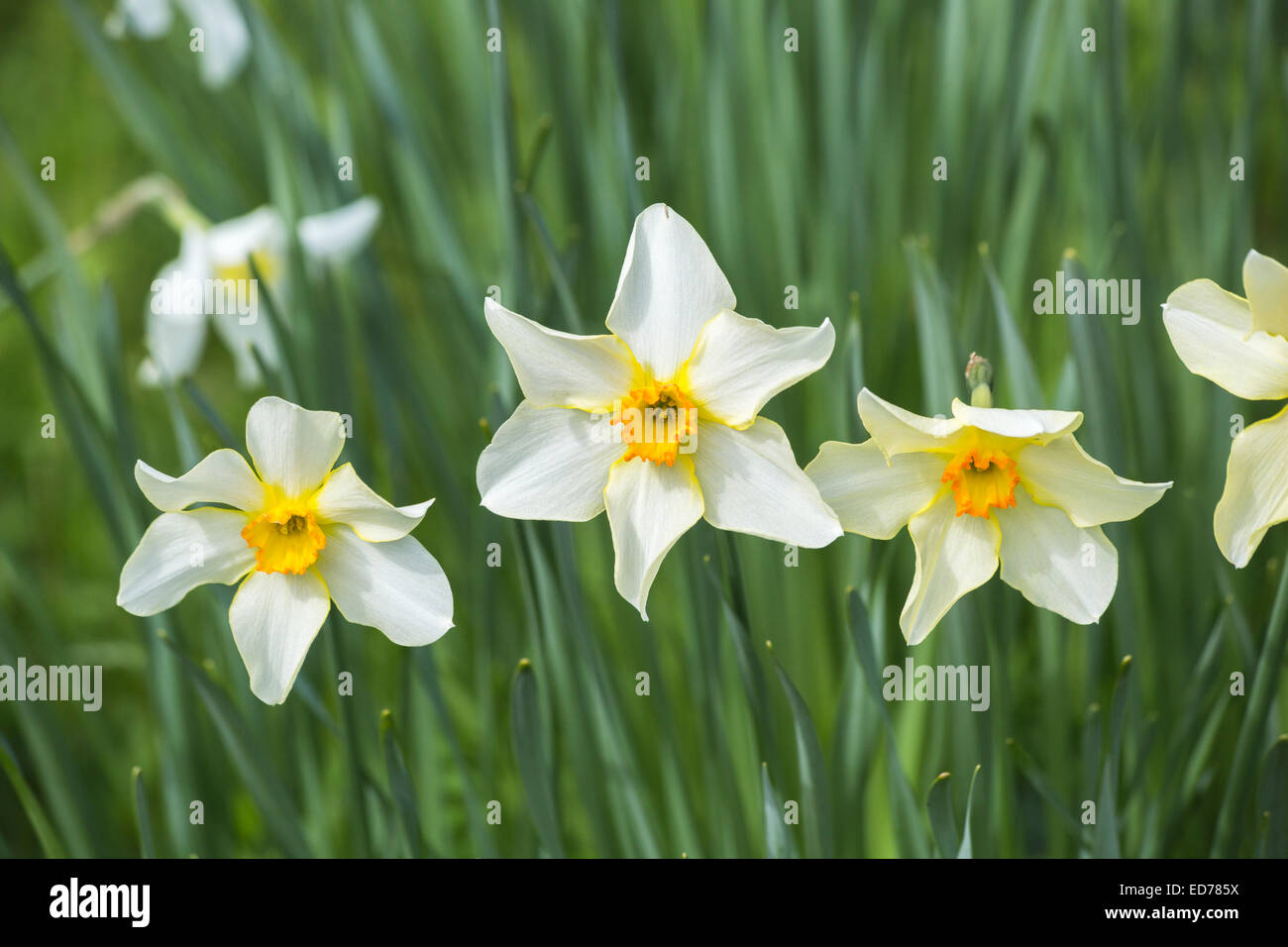 Narcissus 'Conspicuus' - bianco con tinte giallo e petali giallo compatto la tromba con orange tingono rim, ad RHS Wisley, Surrey, Regno Unito Foto Stock