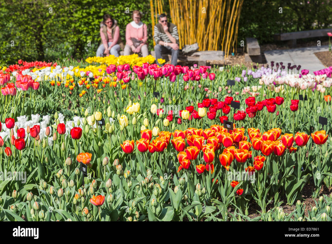 Vista di aiuola bordo: vivacemente colorato letto di tulipani, in giro per la RHS Gardens at Wisley, Surrey, Regno Unito in primavera Foto Stock