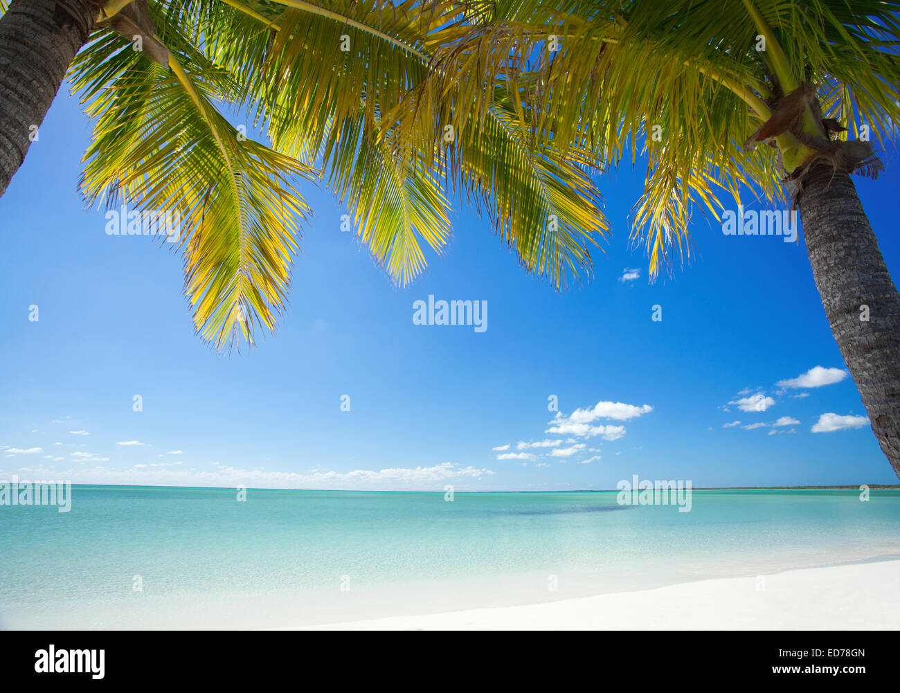 Palme sulla spiaggia tropicale in Abaco, Bahamas Foto Stock