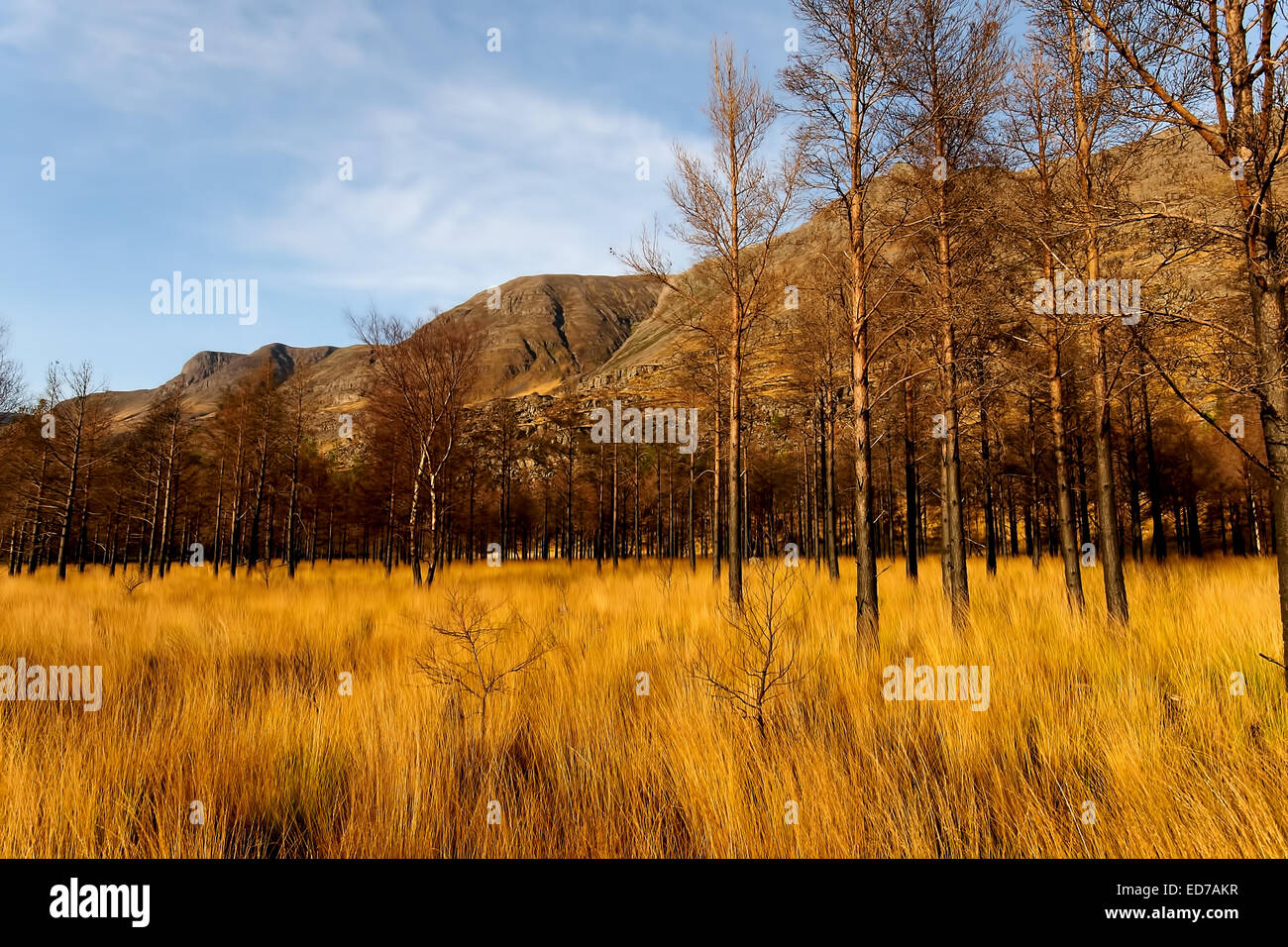 Glen Torridon in Wester Ross, Scozia Foto Stock