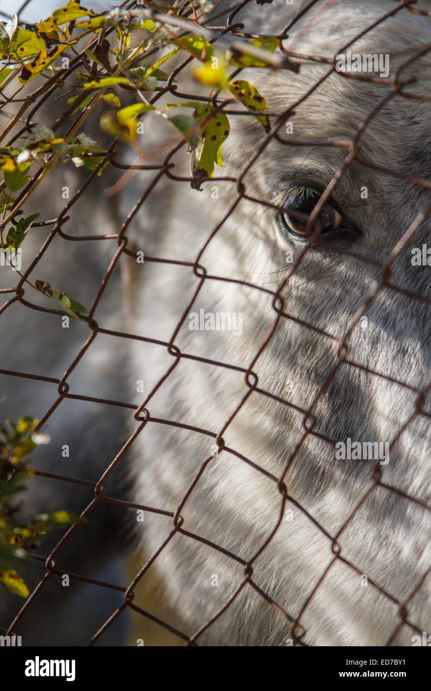 Un cavallo dietro il recinto a Alonistena village. Arcadia, Peloponneso, Grecia Foto Stock