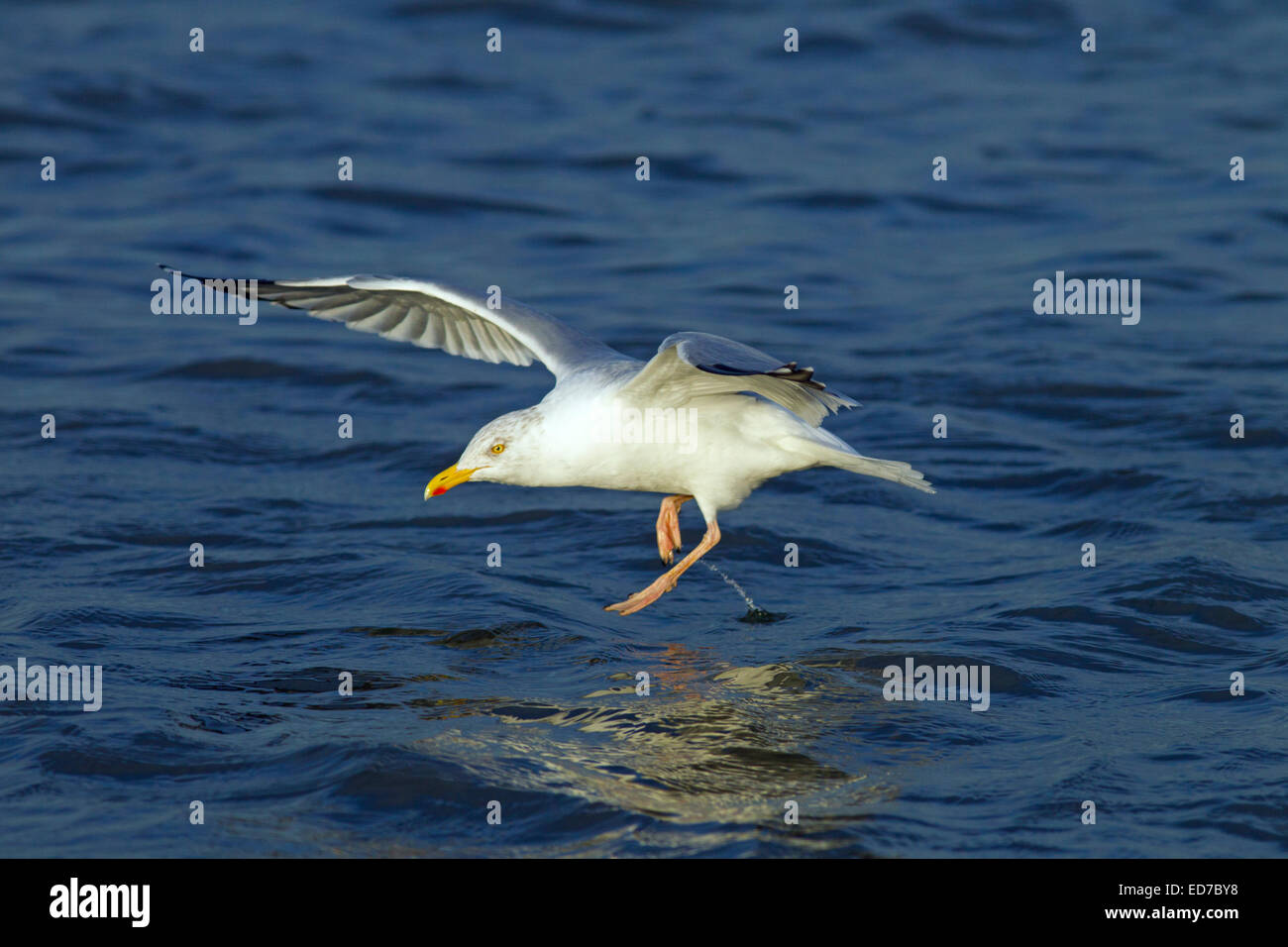 Aringa del singolo Gull Larus agentatus tenendo fuori dal mare Norfolk Foto Stock