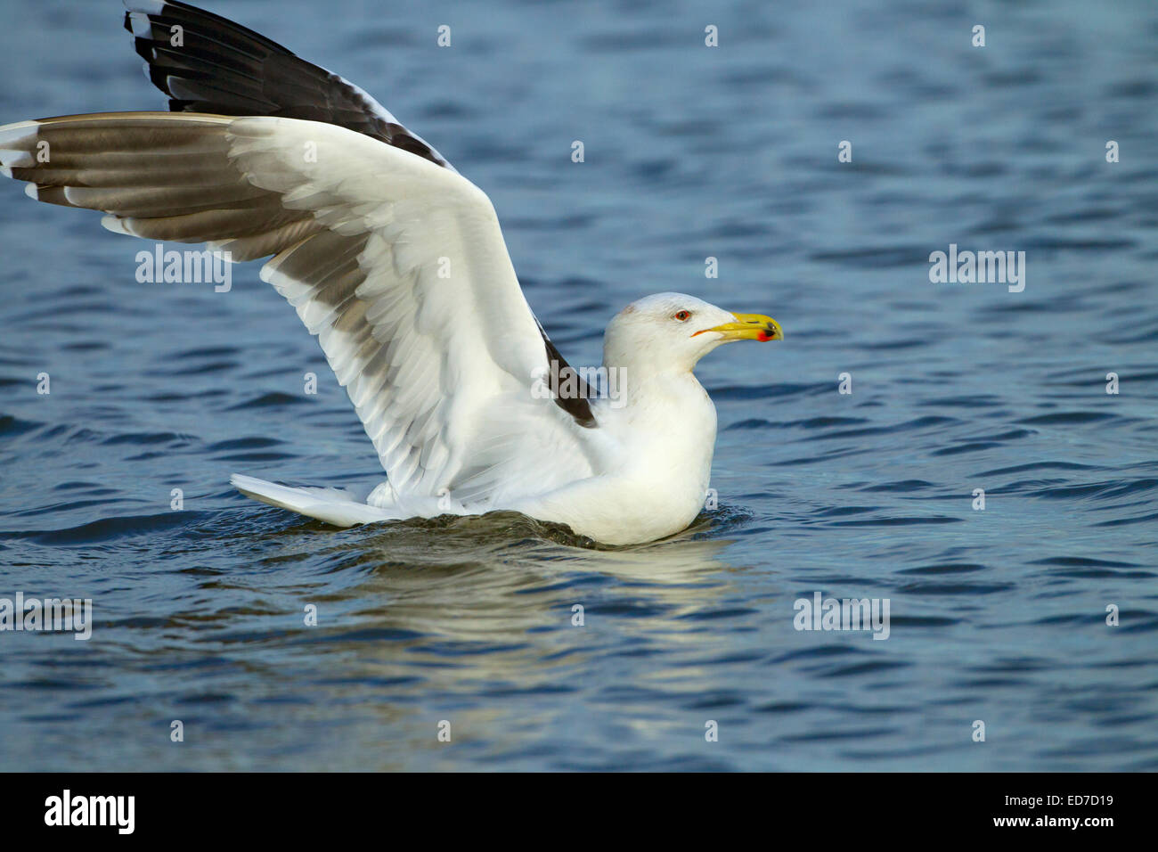 Lesser Black-backed Gull Larus fuscus atterraggio sul mare Foto Stock