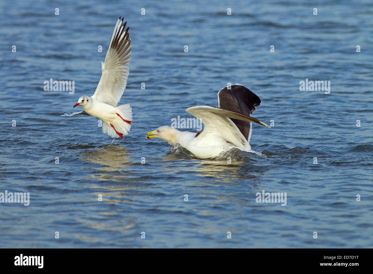 Gabbiano a testa nera Larus ridibundus e Lesser Gull a testa nera Larus fuscus in inverno crumato costa Norfolk Foto Stock