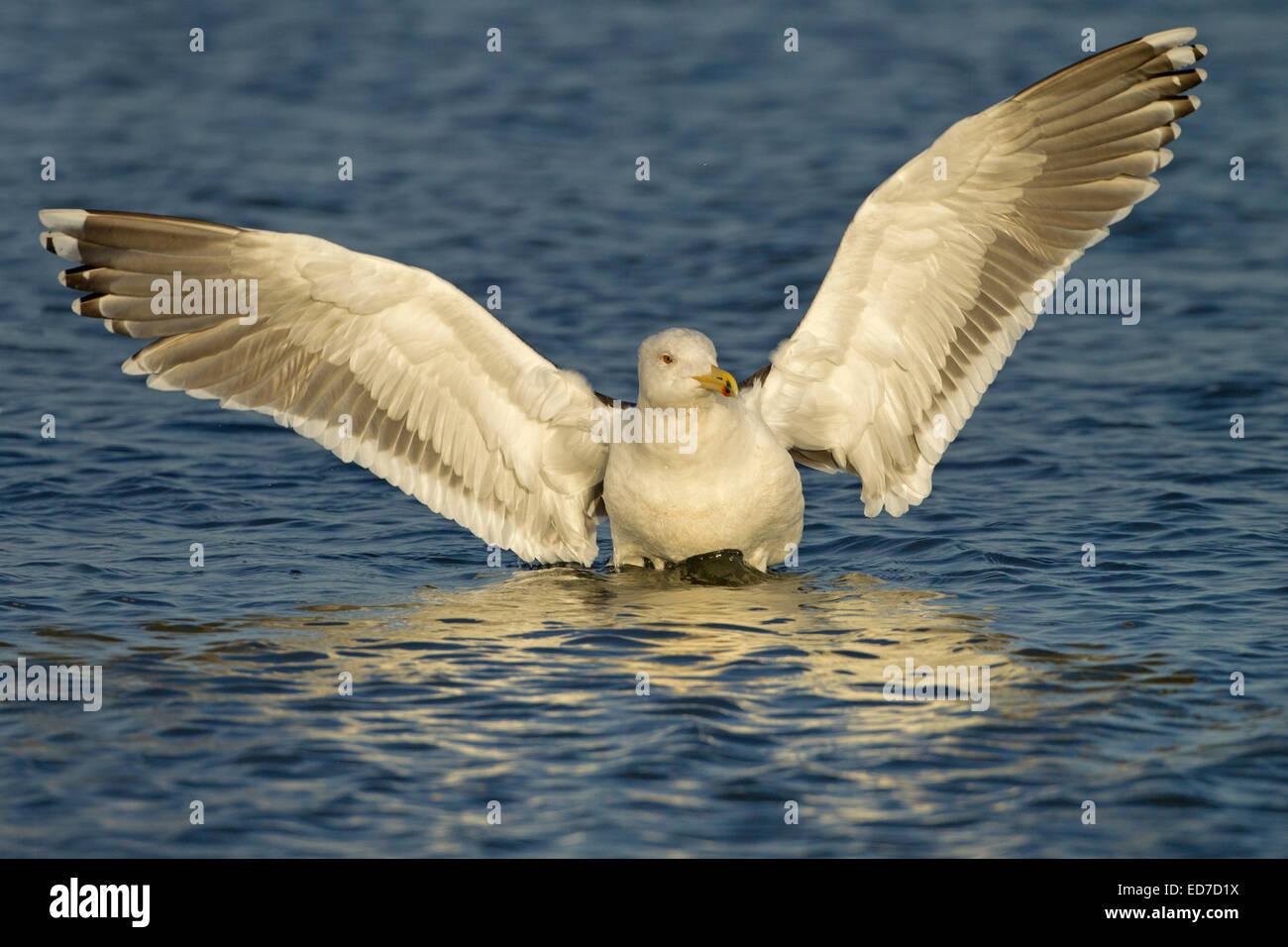 Lesser Black-backed Gull Larus fuscus atterraggio sul mare Foto Stock