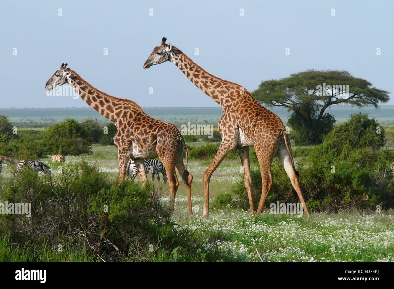 Due passeggiate giraffe in verde savana africana Foto Stock