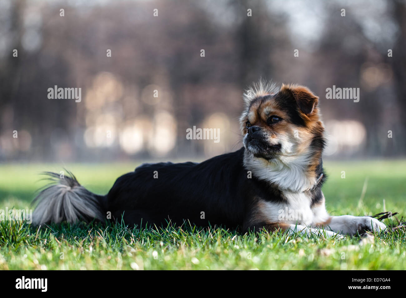 Tibetan Spaniel. Foto Stock