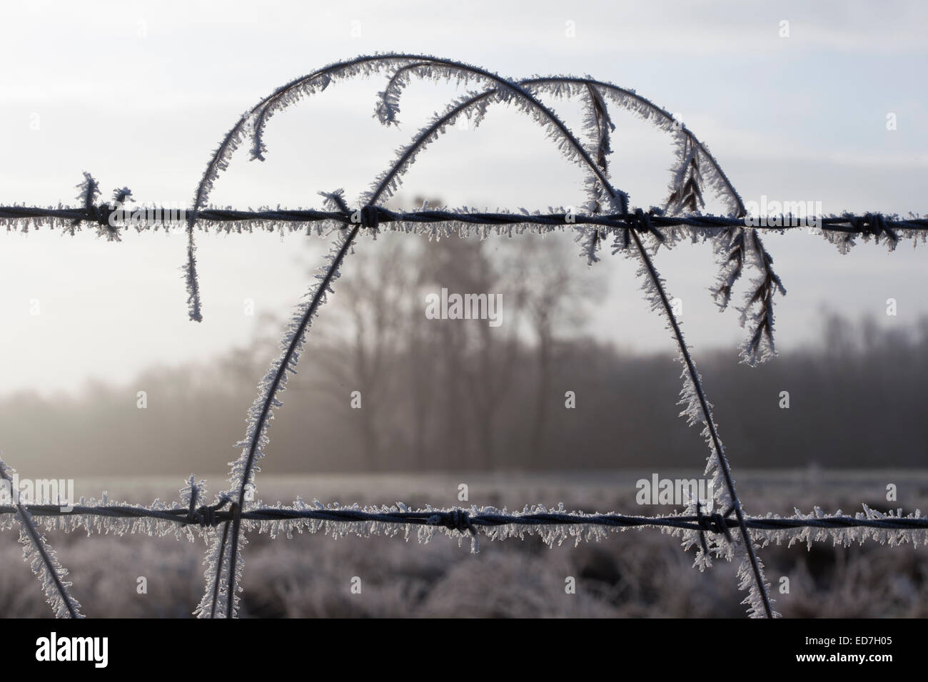 Henley on Thames, Oxfordshire, Regno Unito. Il 31 dicembre, 2014. Regno Unito meteo. Temperature di nuovo scesa ben al di sotto di zero a Henley on Thames risultante in un gelo heavey lungo le rive del fiume Tamigi. Credito: Allan Staley/Alamy Live News Foto Stock