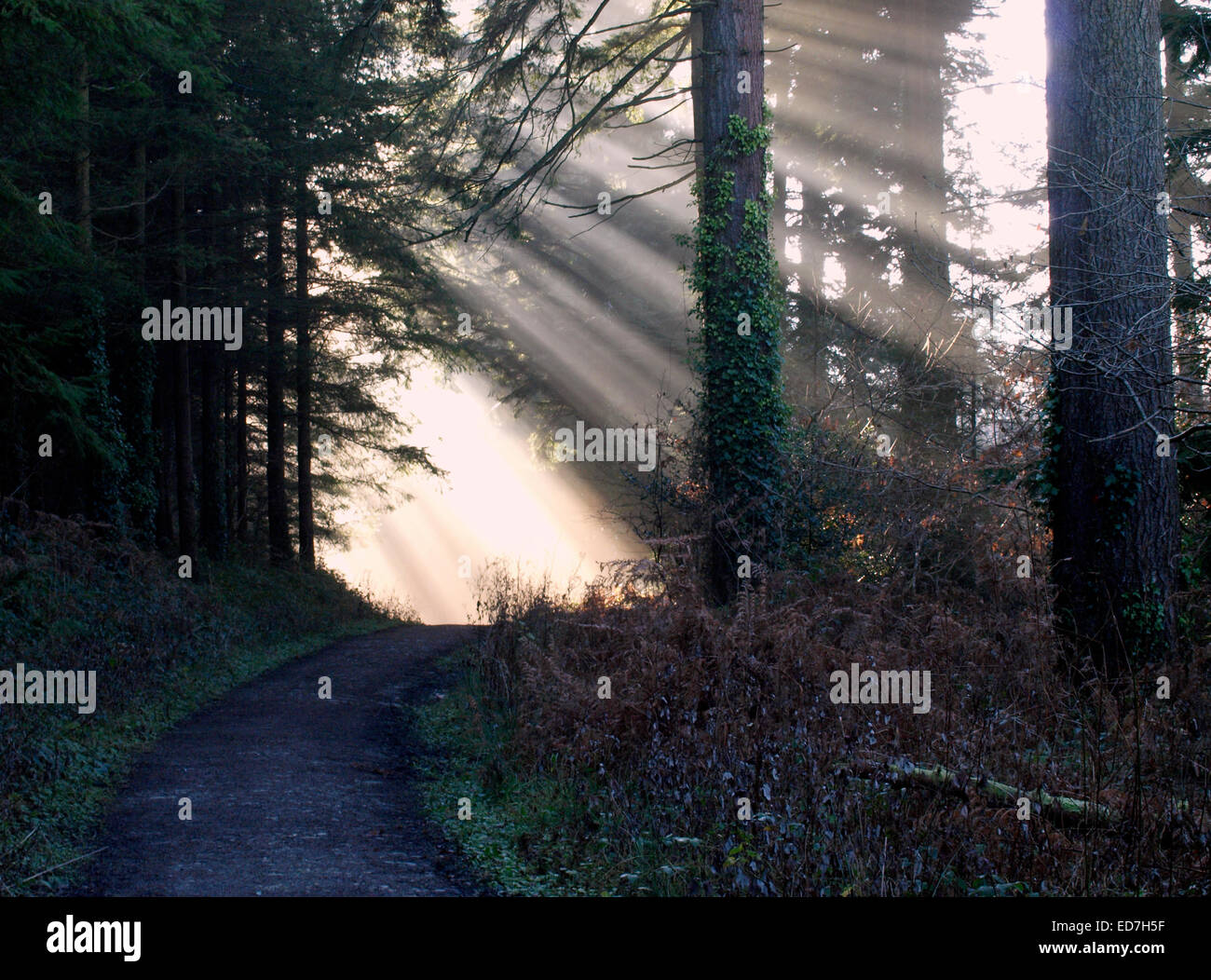 Raggi del sole attraverso gli alberi attraverso un sentiero in legno di vescovi, St Breock, St Albans, Cornwall, Regno Unito Foto Stock