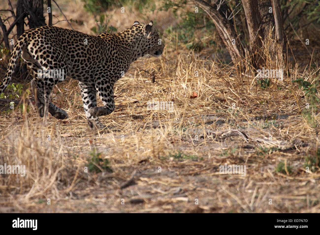 Leopard africani in esecuzione attraverso la boccola in Botswana Foto Stock