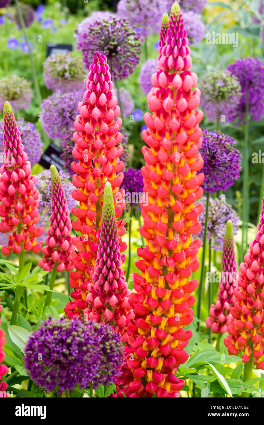 Lupini e Allium in un luminoso display estate Foto Stock