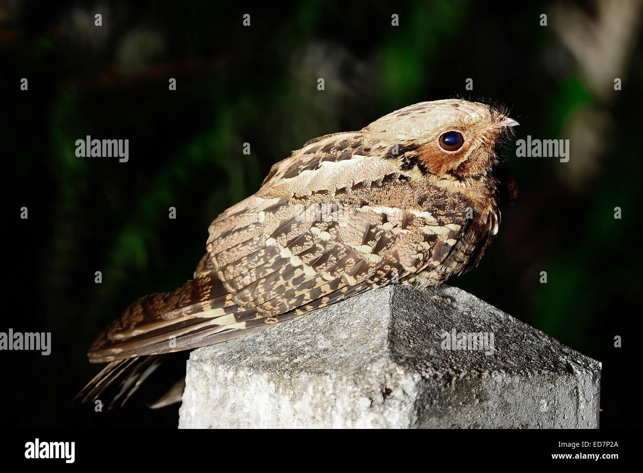 Bruno uccello notturno, Nightjar indiano (Caprimulgus asiaticus), sdraiato sul chilometro di strada di notte Foto Stock