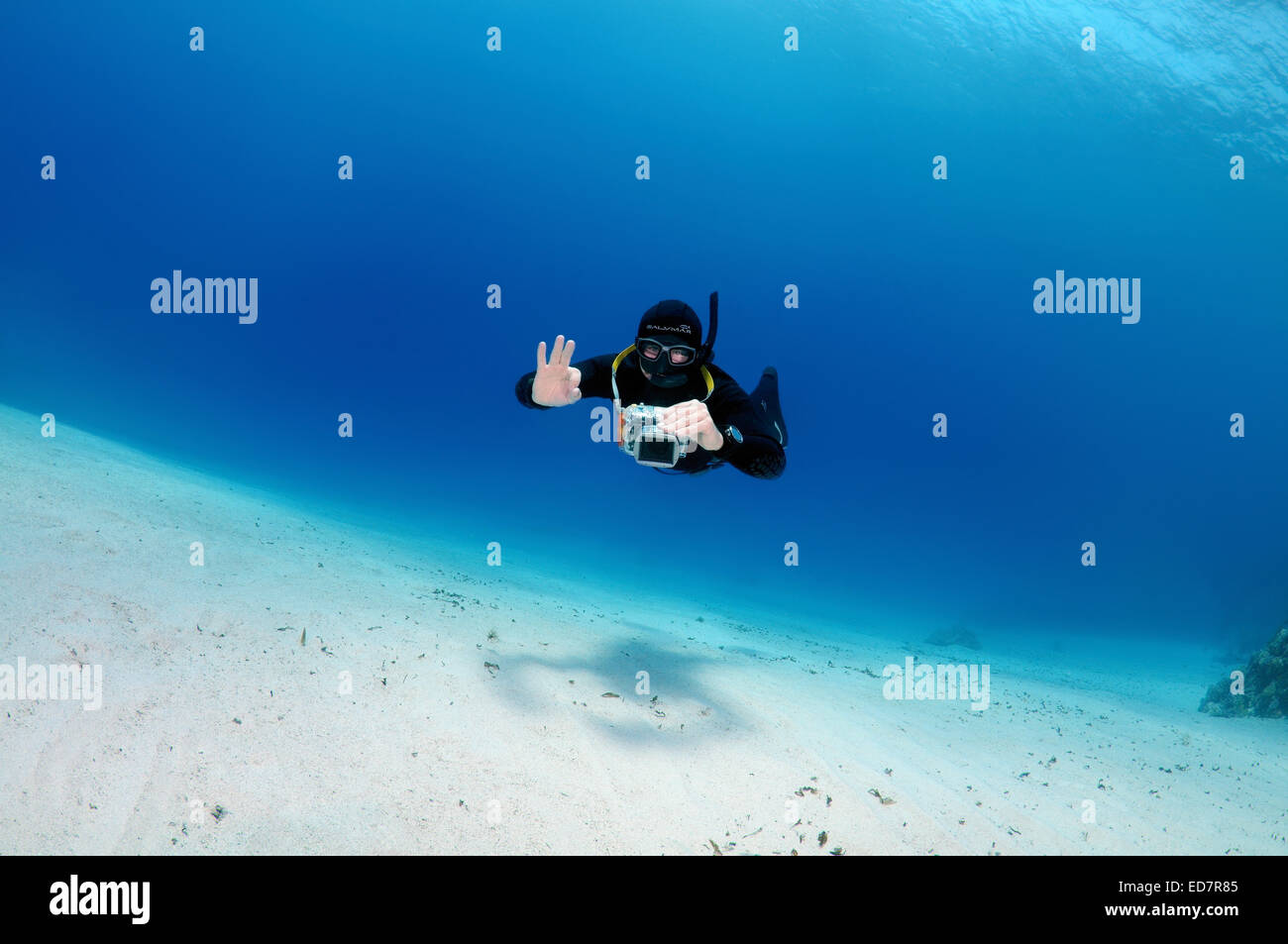 Freediver nuota su un fondo sabbioso, Mar Rosso, Egitto Foto Stock