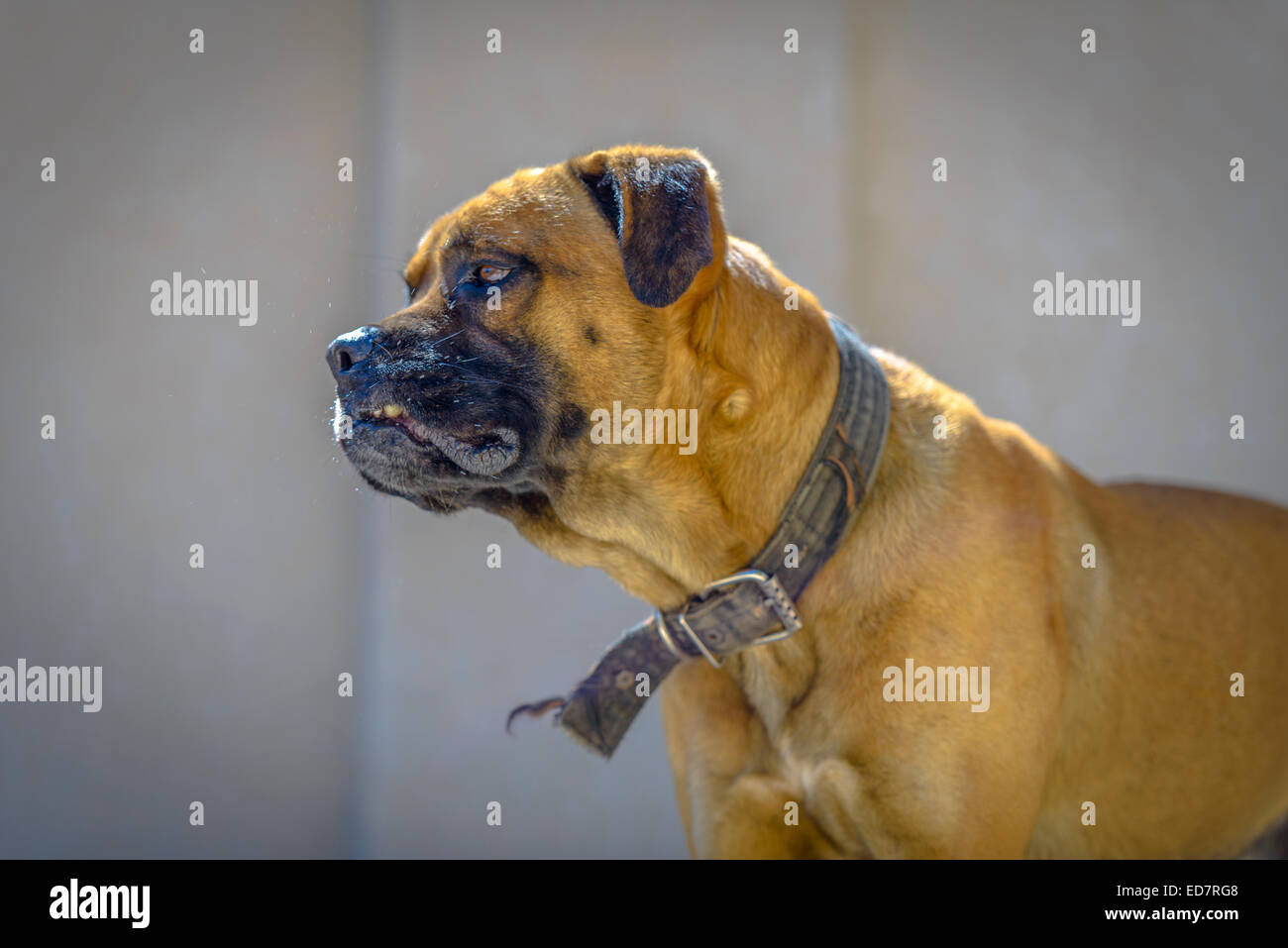 Boxer dog angry immagini e fotografie stock ad alta risoluzione - Alamy