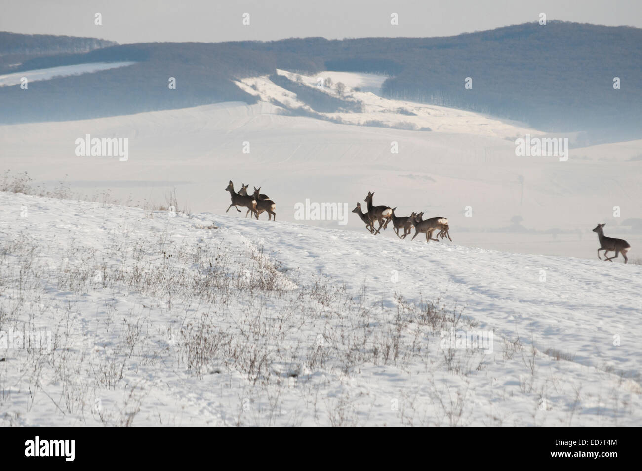 Foto di cervo in esecuzione sulla pianura innevate Foto Stock