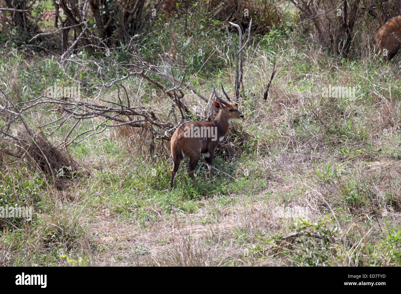 Bushbuck avanzamento sul fogliame nella radura boschiva sulla riva del fiume in Sud Africa Foto Stock