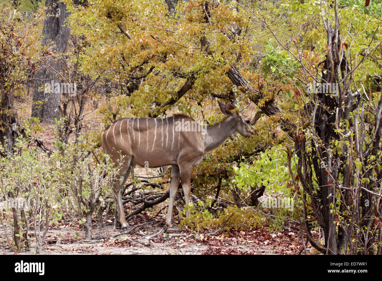 Maggiore kudu mucca navigazione nel bosco Mapani in Botswana Foto Stock