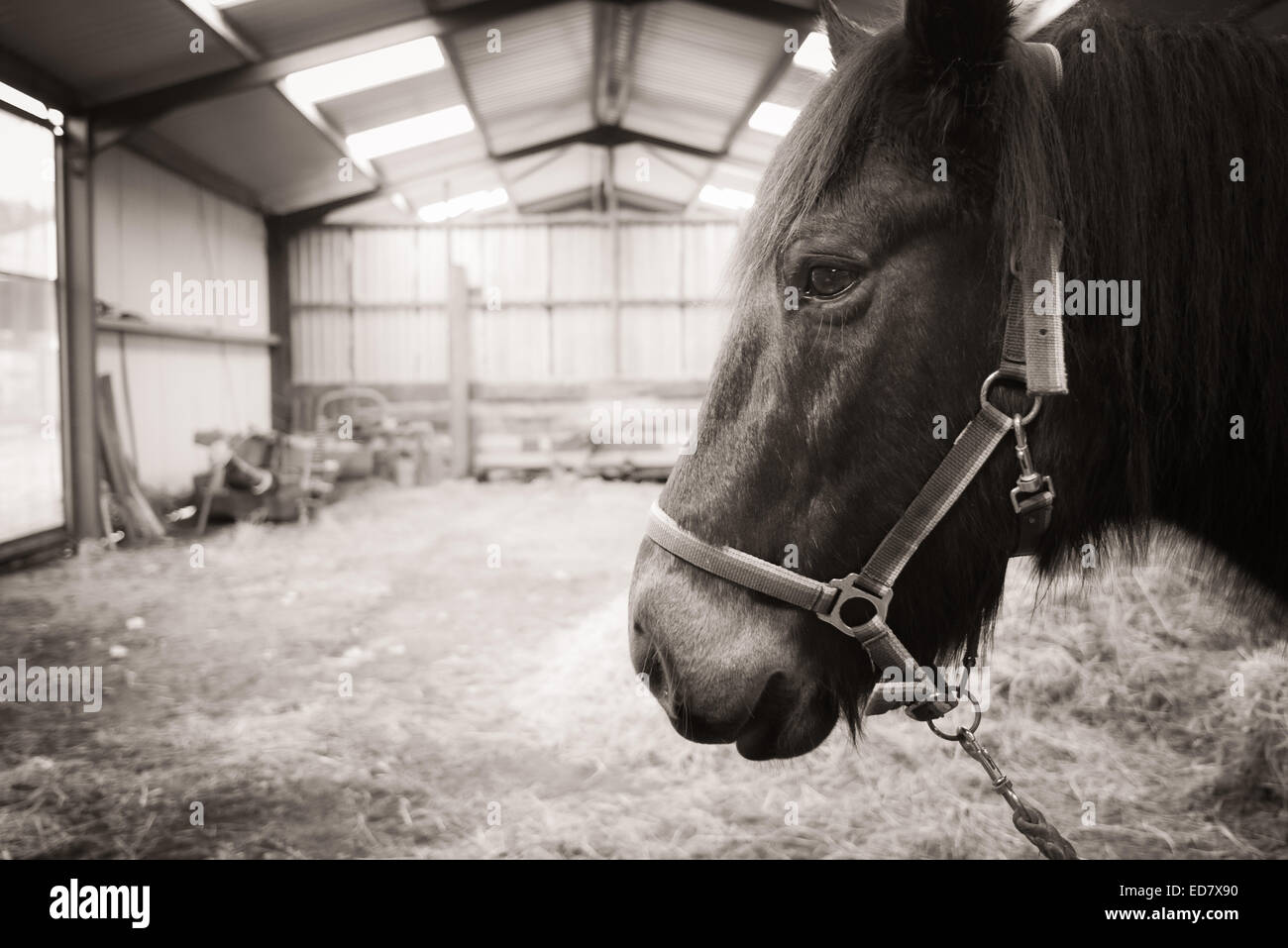 Primo piano della testa di cavallo mentre nel vecchio fienile Foto Stock