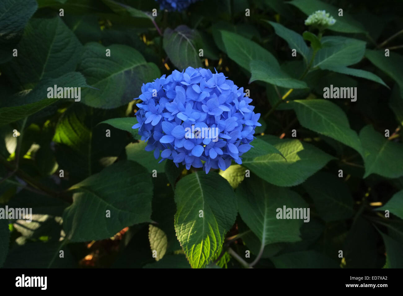 Ortensie blu in piena fioritura in una boccola nella natura Foto Stock