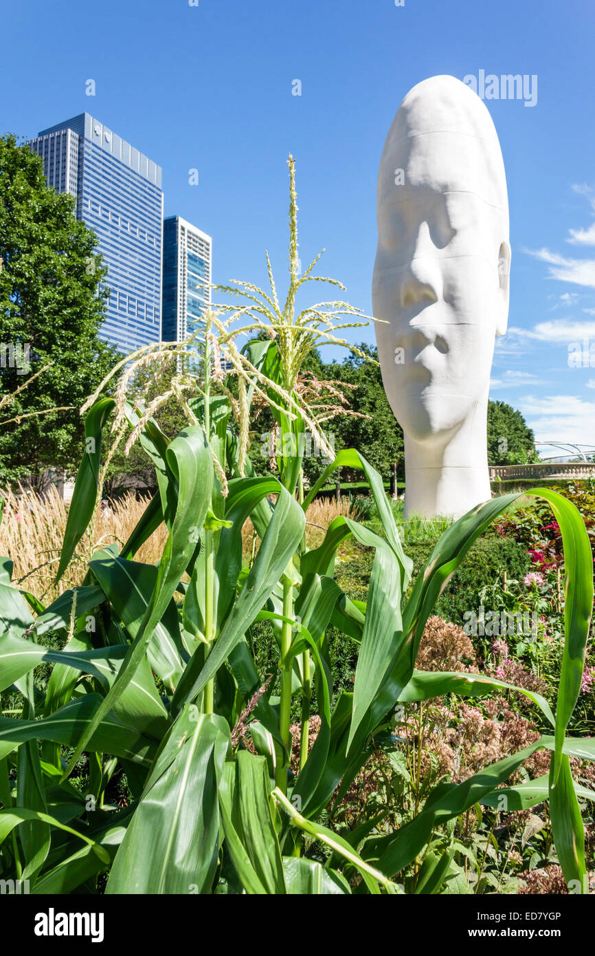 Chicago Illinois, Loop, Millennium Park, Jaume Plensa artista installazione testa gigante, scultura, giardino, mais stalk, IL140906082 Foto Stock